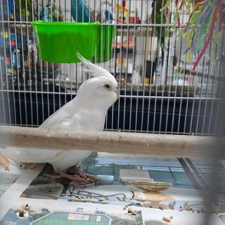 Cockatiels