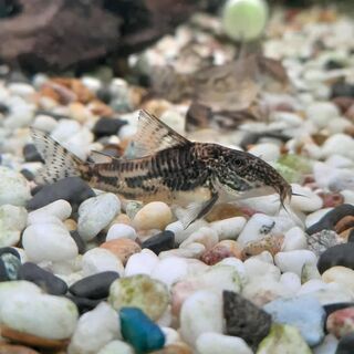 Banded Cory