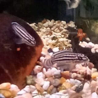 Julidochromis Regani