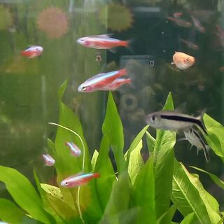 Golden Cardinal Tetra