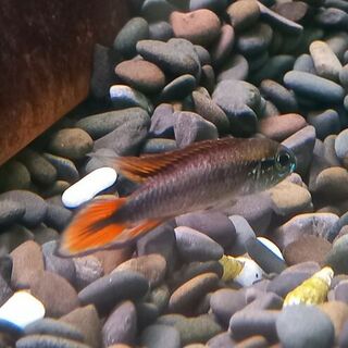 Apistogramma White Seam Agassizii