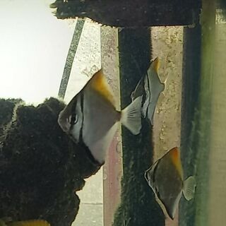 Mono Angel Argenteus