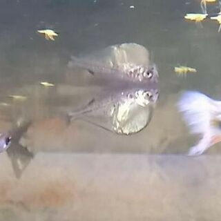 Spotfin Hatchetfish