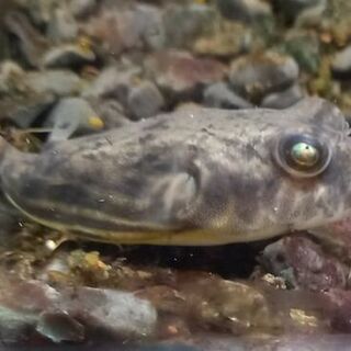 Fahaka Puffer