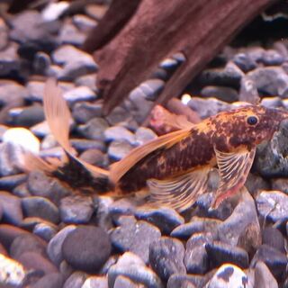 Calico Longfin Bristlenose