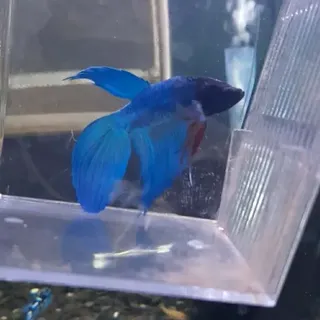 Betta 5