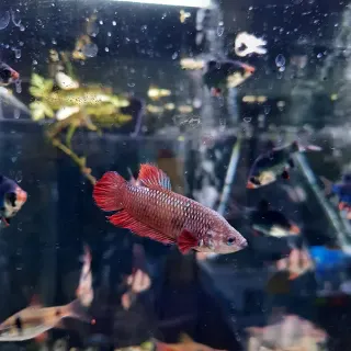 Betta 5