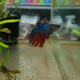 Betta 7