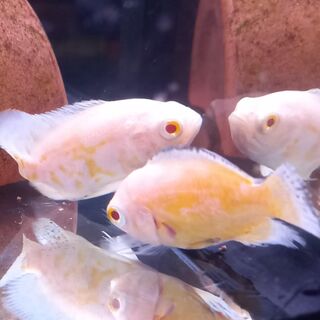 Lemon Oscar