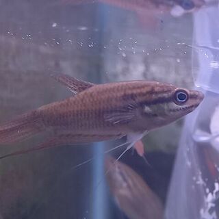 Croaking Gourami