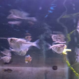 Silver Hatchetfish