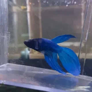 Betta 6