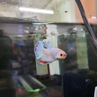 Betta 6