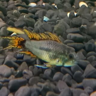 Apistogramma Cockatoo