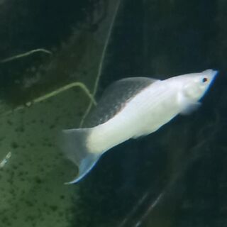Sailfin Molly