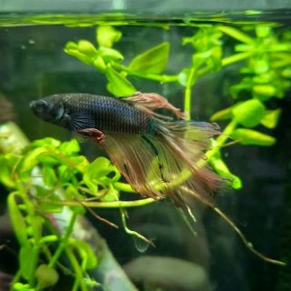 Betta 9