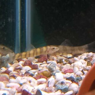 Tiger loach
