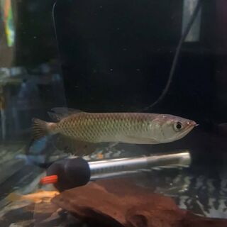 Pearl Arowana