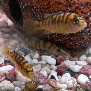 Bumblebee cichlid