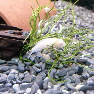 Albino Kribensis