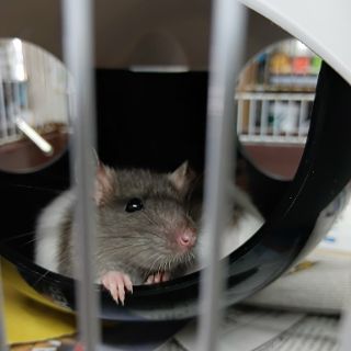 Baby Rats