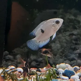 Chocolate Cichlid