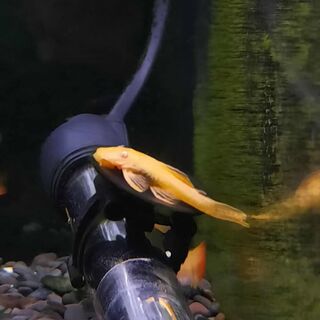 Bristlenose - Albino