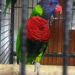 Green Naped Lorikeets Breeding Pair