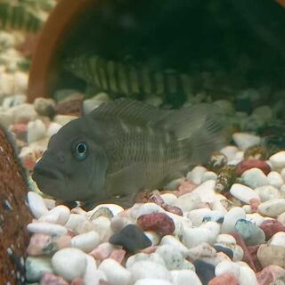 Lion Head Cichlid