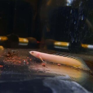Albino Bichir