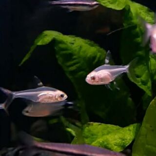 Gold Pristella Tetras