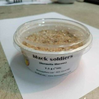Soldierflies