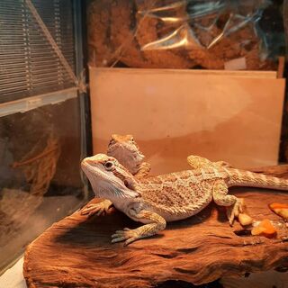 Bearded Dragons