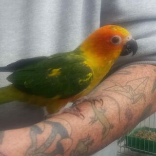 Hand Reared Sun Conure