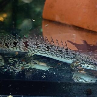Delhezi Bichir