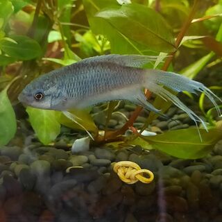 Blue Paradise Fish