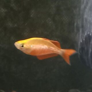 Red Rainbow