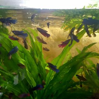 Betta Various Males and Females