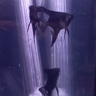 Black Angel Fish