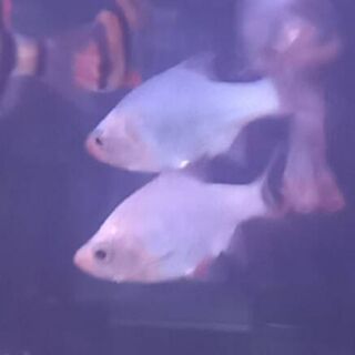 Emerald Platinum Tiger Barb