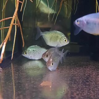 Spotted Silver Dollar