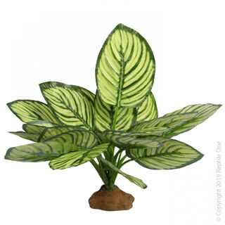 Reptile One Plant Brandtianum with Resin Base