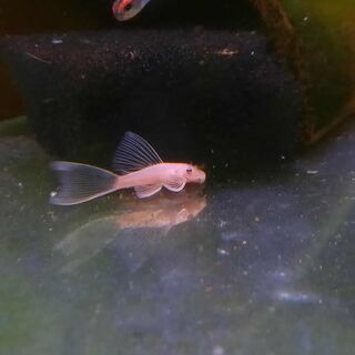 Long Fin Bristlenose Golden