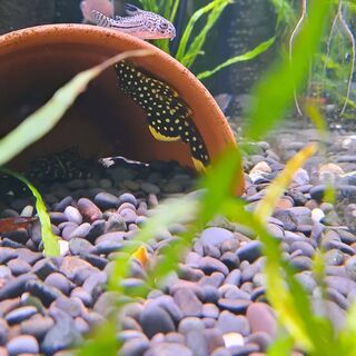 Gold Nugget Pleco