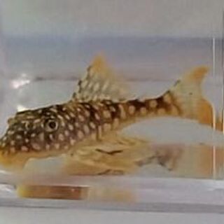 Goldy Pleco