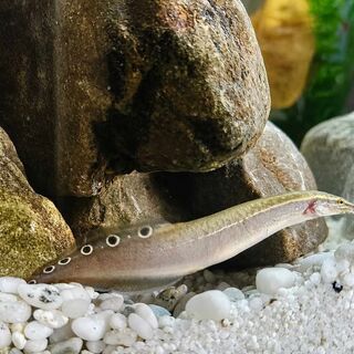 Peacock  spiney Eel
