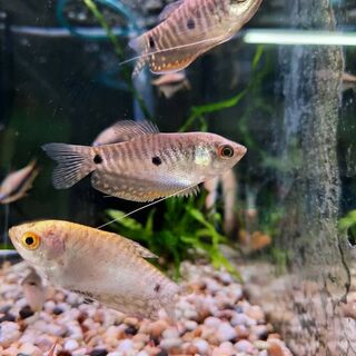 2 Spot Gourami