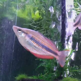 Banded Goyder River Rainbow Adults