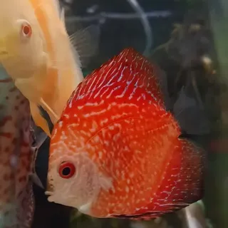 Red Checkered Board Discus