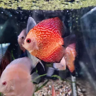 Red Checkered Board Discus